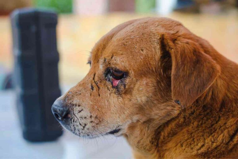 Labrador Retrievers With Red Eyes: 7 Reasons They’re Red + Home Cures