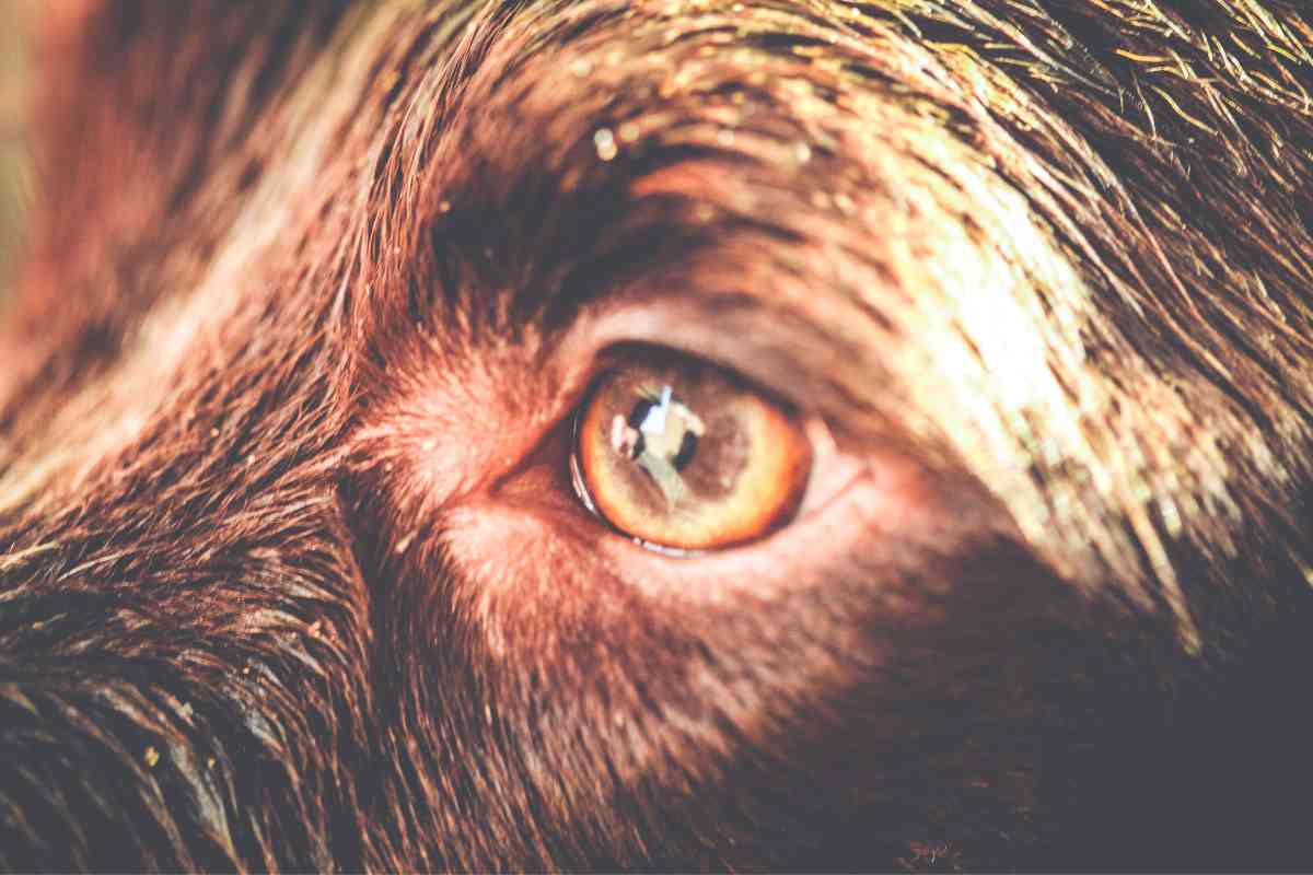 Why does my Labrador have red eyes Labrador Retrievers With Red Eyes: 7 Reasons They’re Red + Home Cures