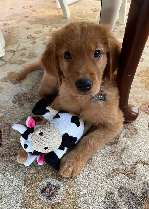 Banks - Golden Retriever Puppy at 8 to 9 weeks old playing with a cow toy