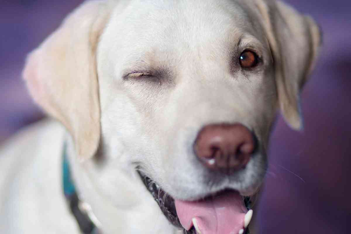 Can a Labrador Retriever Have Blue Eyes 1 Blue Eyed Labradors: Everything You Need To Know