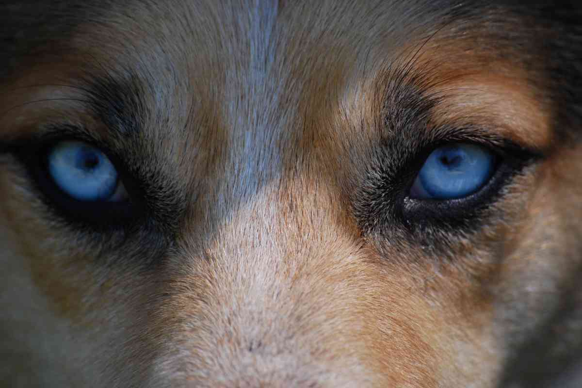 Can a Labrador Retriever Have Blue Eyes 2 Blue Eyed Labradors: Everything You Need To Know