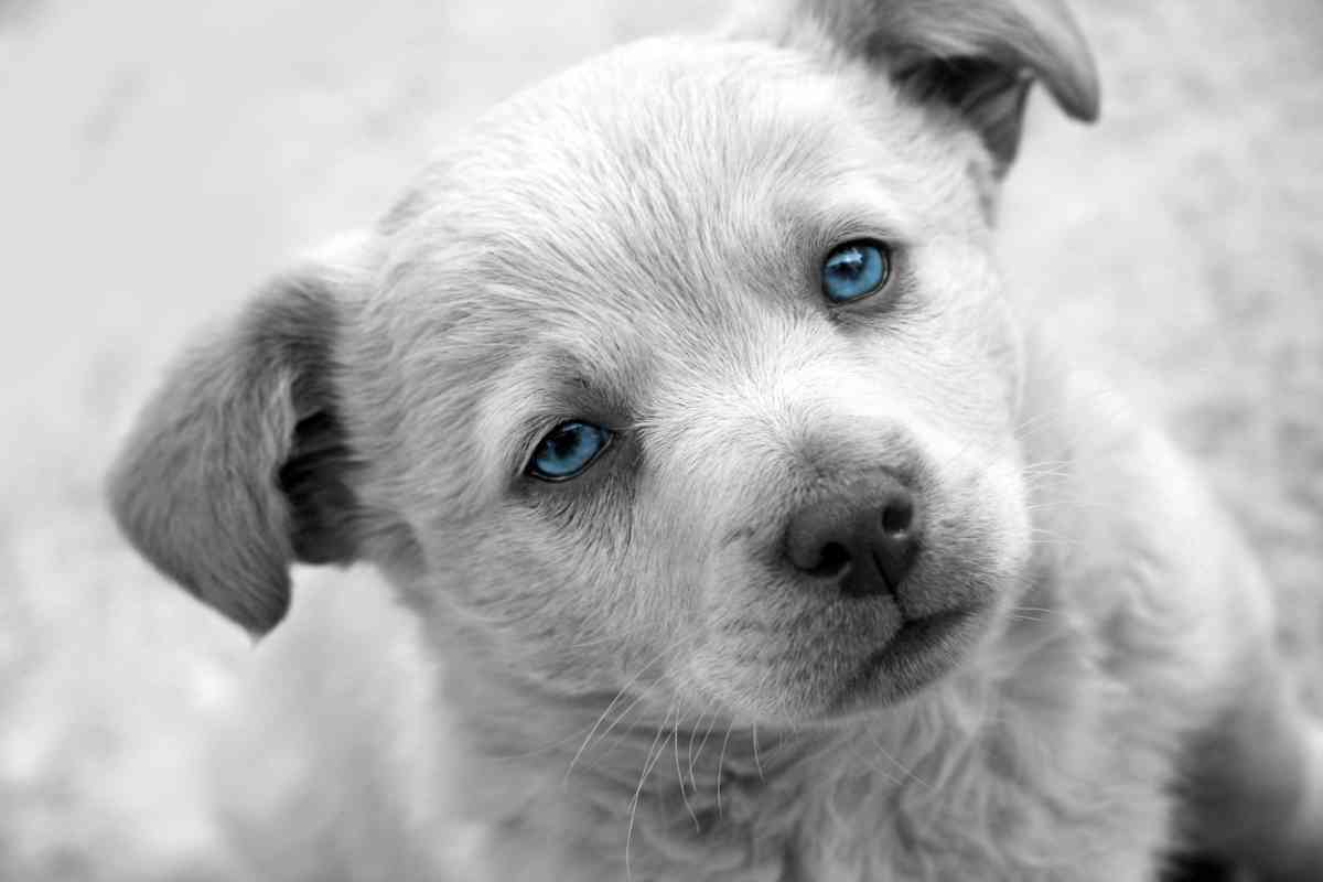 Can a Labrador Retriever Have Blue Eyes 3 Blue Eyed Labradors: Everything You Need To Know