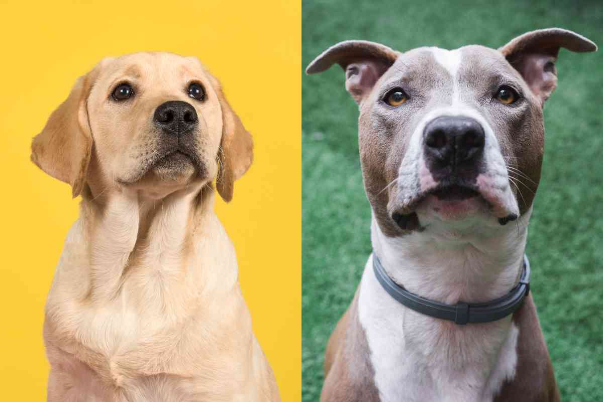 How do Pitbulls and Labradors Compare 1 Pitbull vs Labrador Retriever: How Do They Compare?