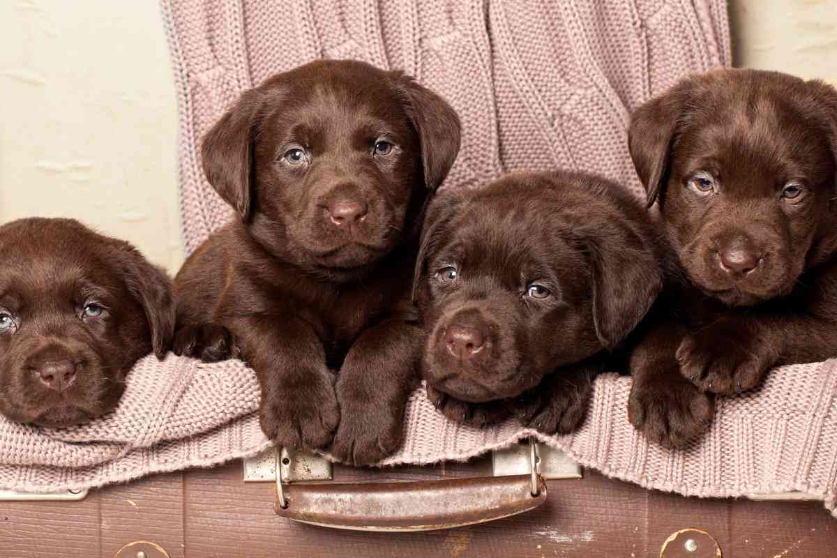How many puppies are in a Labrador litter 1 4 Factors Affecting How Many Puppies A Labrador Can Have