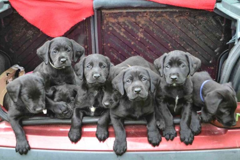 4 Factors Affecting How Many Puppies A Labrador Can Have