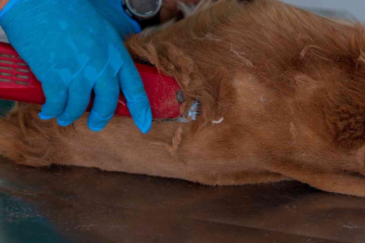 Is It OK To Shave Your Golden Retriever 1 Is It OK To Shave Your Golden Retriever? Why Not!