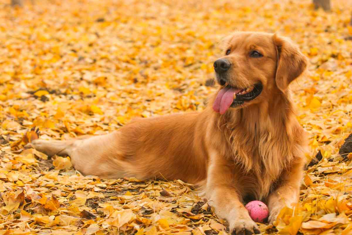 Is It OK To Shave Your Golden Retriever 2 Is It OK To Shave Your Golden Retriever? Why Not!