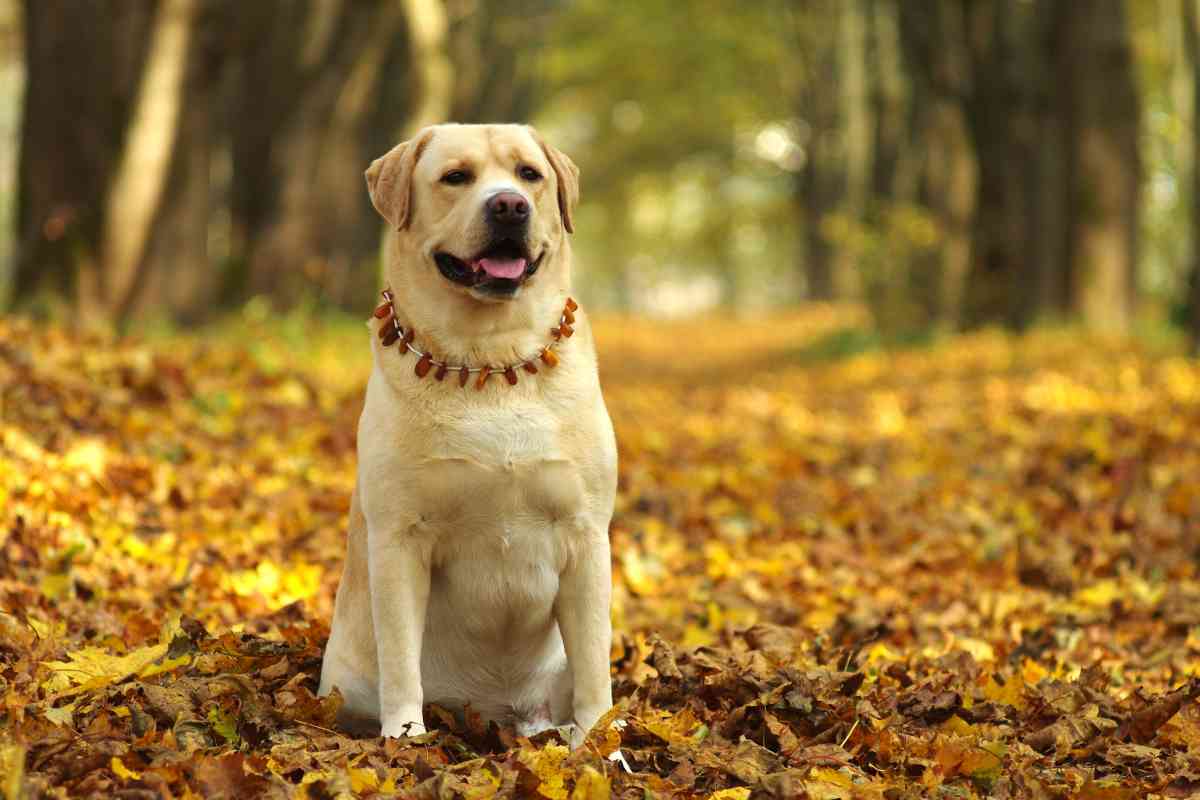 Why Are Labradors So Friendly 1 Why Are Labrador Retrievers So Friendly? Answered!
