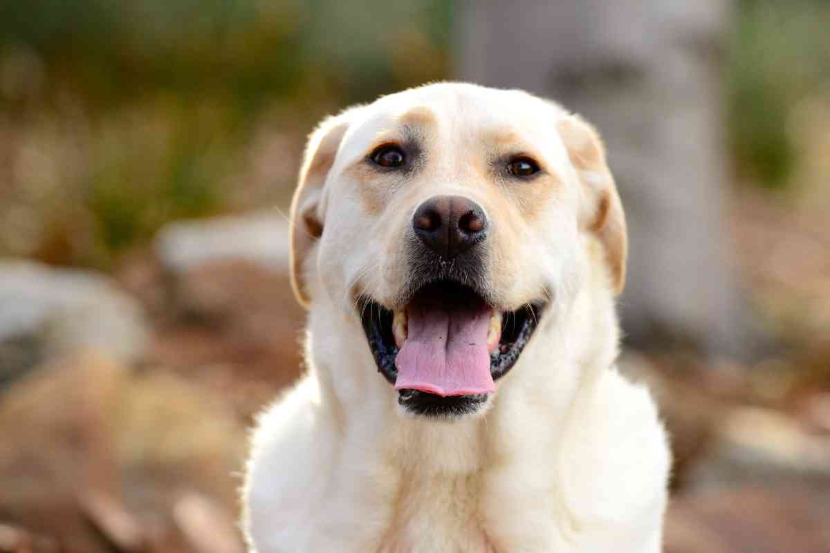 Why Are Labradors So Friendly Why Are Labrador Retrievers So Friendly? Answered!