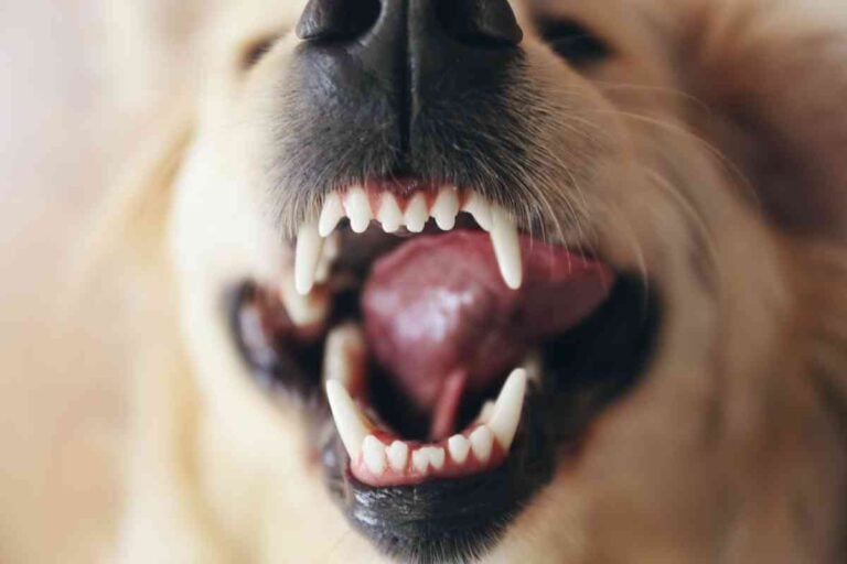 Why Is My Golden Retriever Growling? Answered!