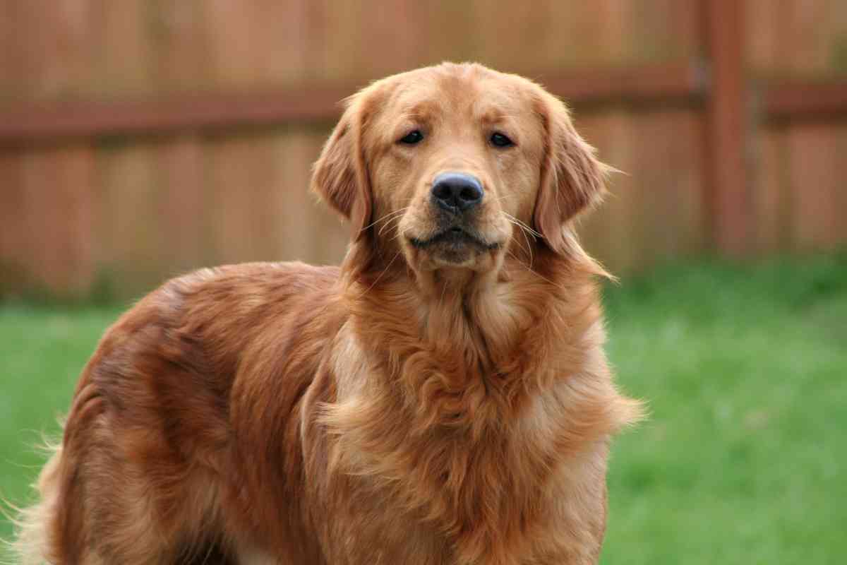 Why Is My Golden Retriever Growling 2 Why Is My Golden Retriever Growling? Answered!