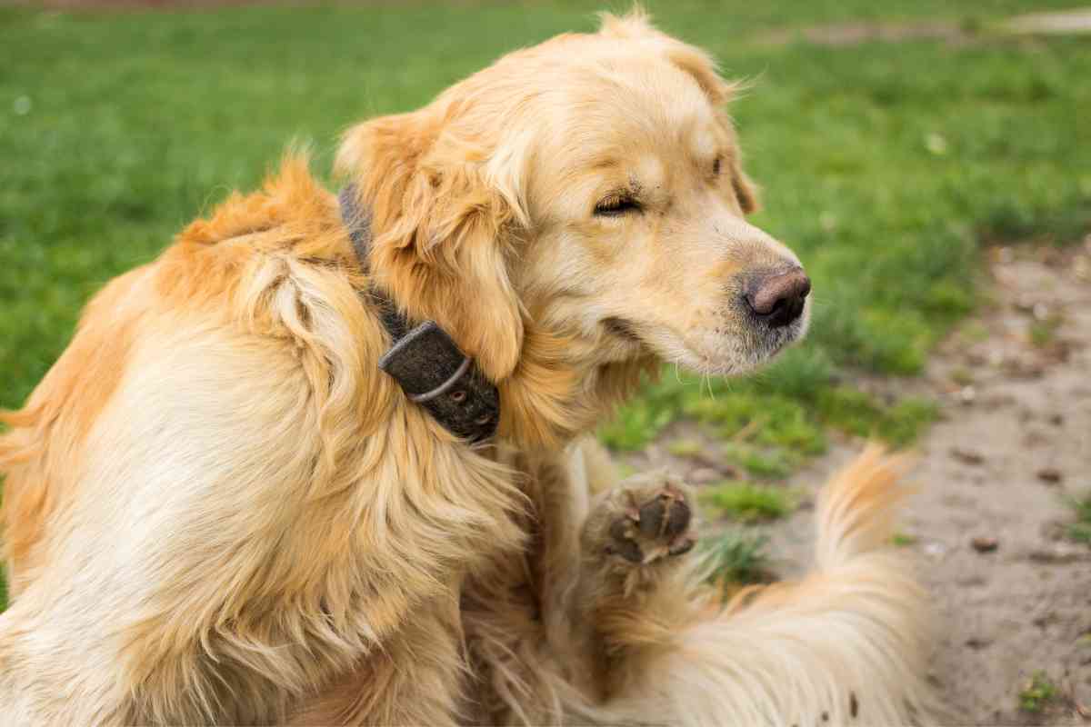 Why Is My Golden Retriever Scratching So Much 1 1 Why Is My Golden Retriever Scratching So Much?