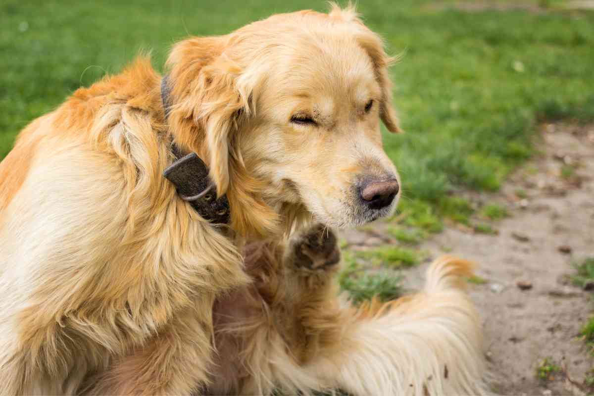 Why Is My Golden Retriever Scratching So Much 2 Why Is My Golden Retriever Scratching So Much?