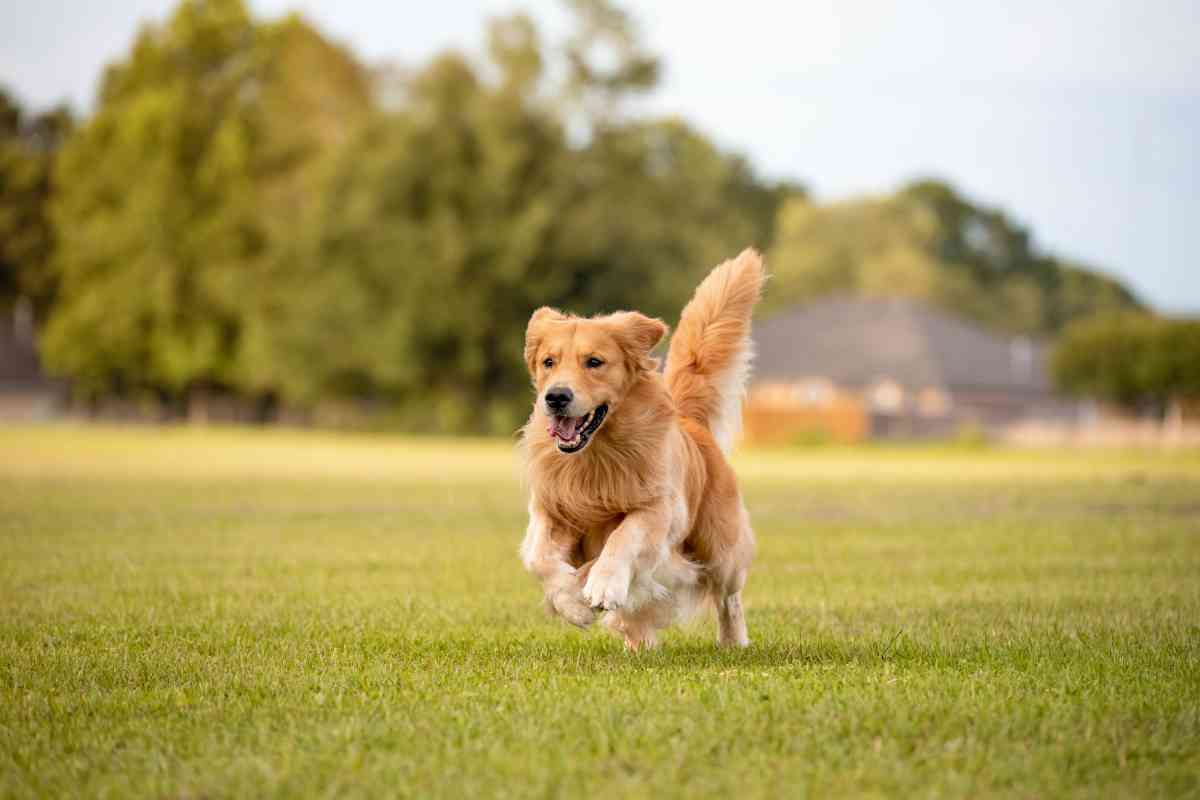 golden retriever hunt Are Golden Retrievers Hunting Dogs? The Truth!