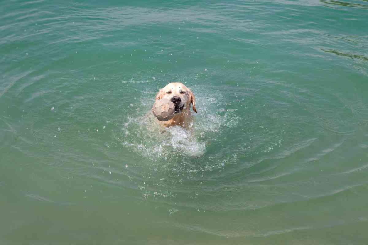 Can Golden Retrievers Swim 1 1 Can Golden Retrievers Swim? The Ultimate Guide To Swimming With Your Golden