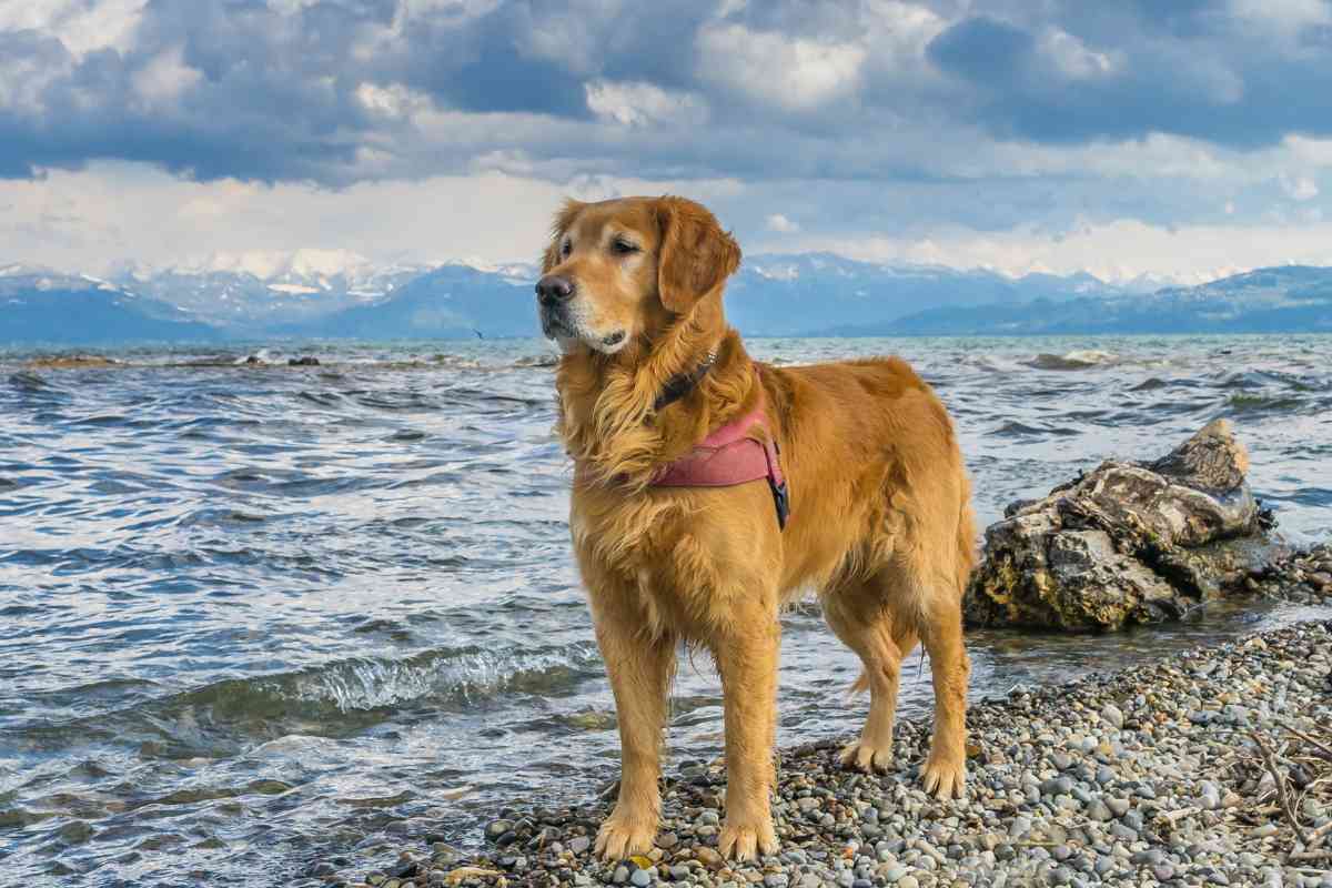 Can Golden Retrievers Swim 1 Can Golden Retrievers Swim? The Ultimate Guide To Swimming With Your Golden