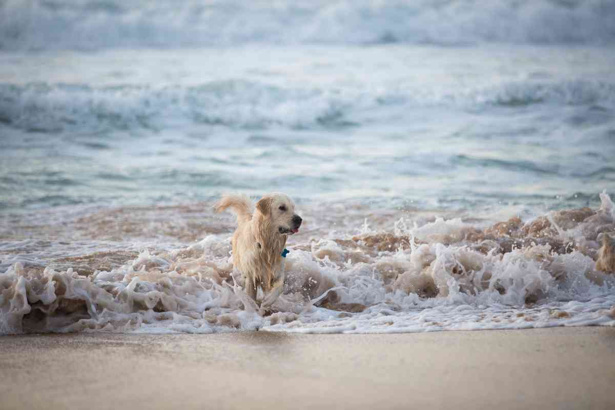 Can Golden Retrievers Swim 2 Can Golden Retrievers Swim? The Ultimate Guide To Swimming With Your Golden