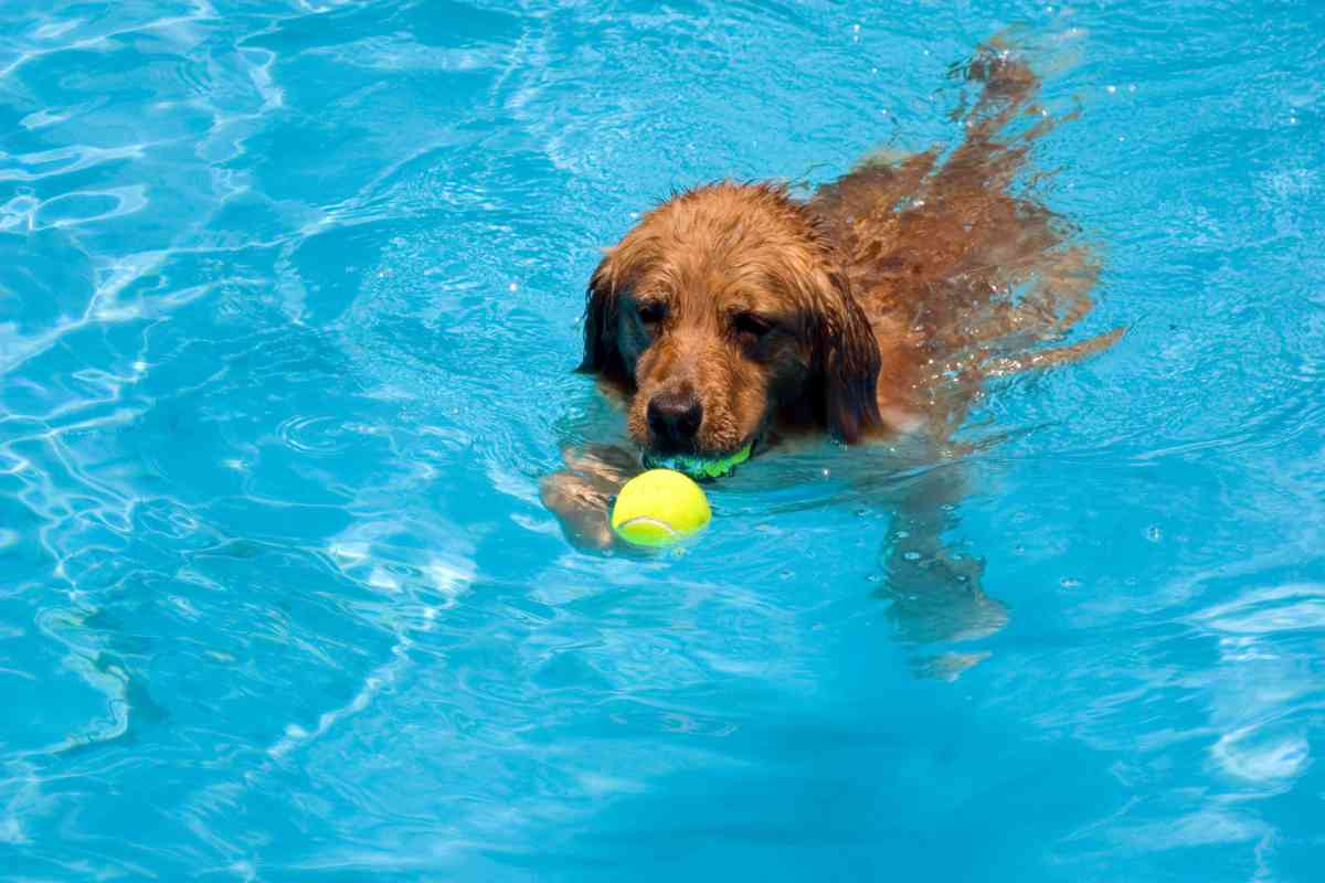 Can Golden Retrievers Swim 3 Can Golden Retrievers Swim? The Ultimate Guide To Swimming With Your Golden
