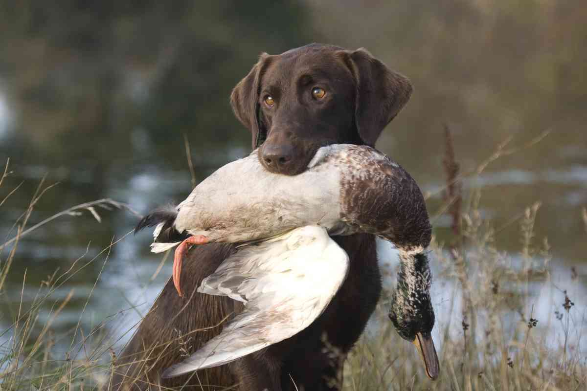 Can Labradors Hunt 2 Can Labrador Retrievers Hunt? Training Your Lab For The Field