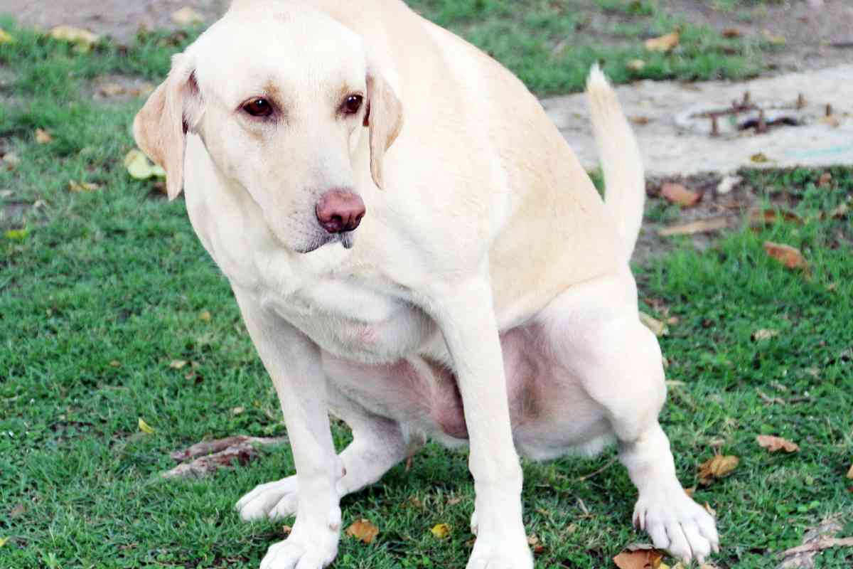 How Often Do Labrador Retrievers Pee and Poop 1 1 How Often Do Labrador Retrievers Pee and Poop?