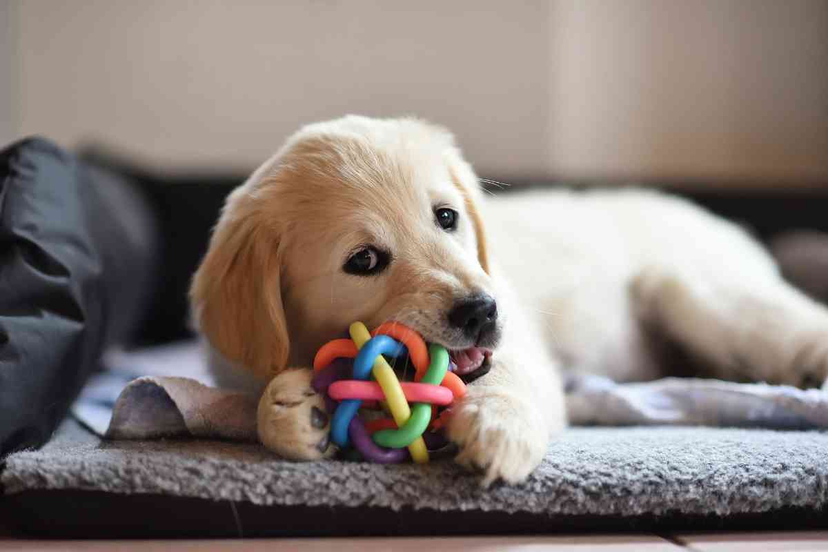 Is It Difficult To Raise a Golden Retriever 1 1 Is It Difficult To Raise a Golden Retriever? 5 Tips To Get Started Right