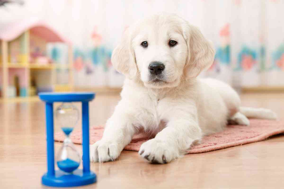 Is It Difficult To Raise a Golden Retriever 1 Is It Difficult To Raise a Golden Retriever? 5 Tips To Get Started Right