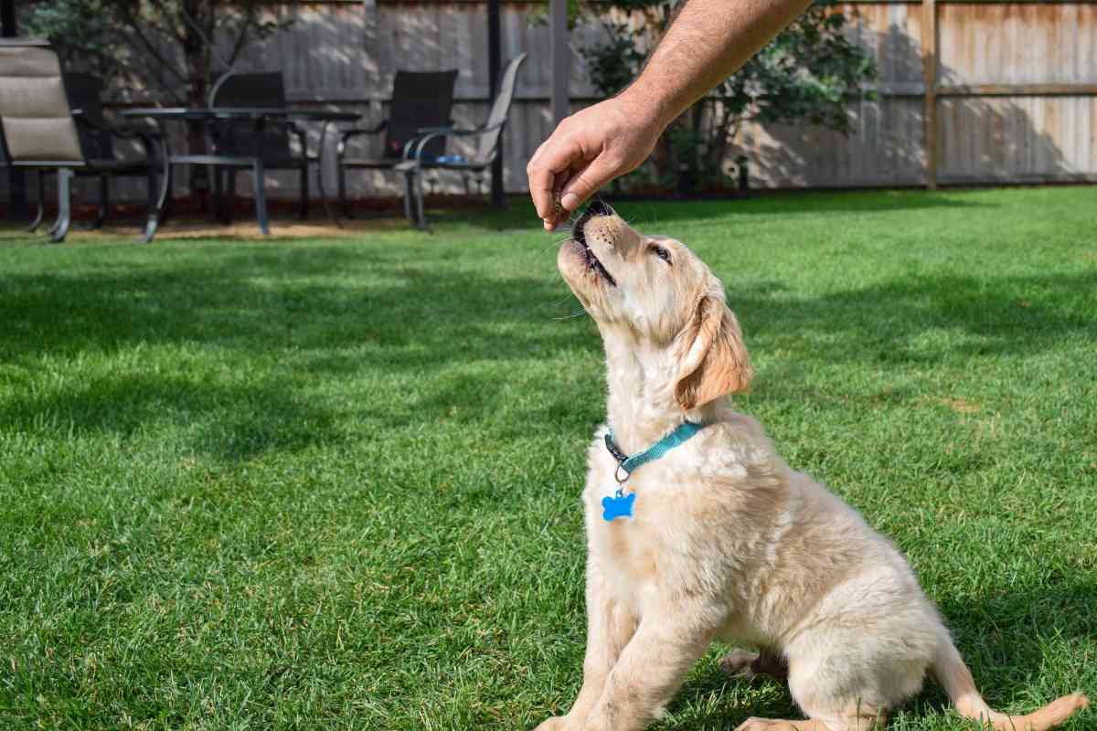 Is It Difficult To Raise a Golden Retriever 2 Is It Difficult To Raise a Golden Retriever? 5 Tips To Get Started Right