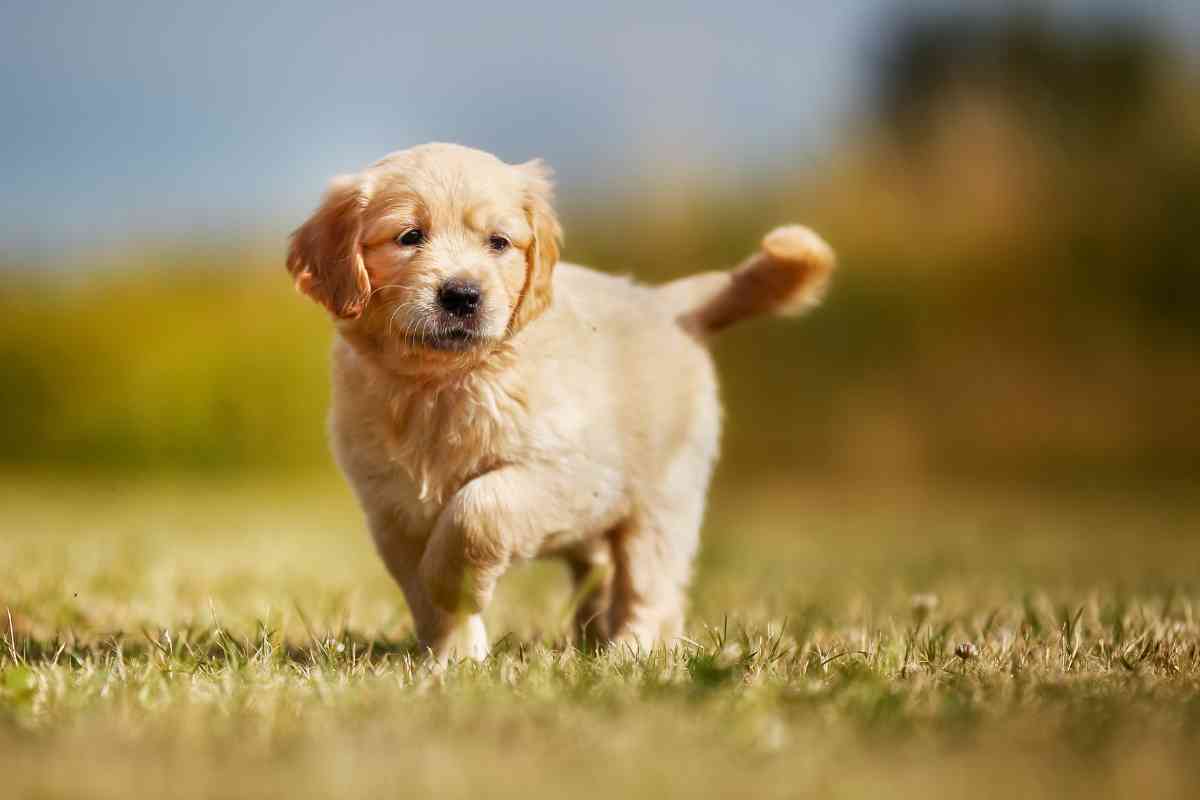 Is It Difficult To Raise a Golden Retriever 3 Is It Difficult To Raise a Golden Retriever? 5 Tips To Get Started Right