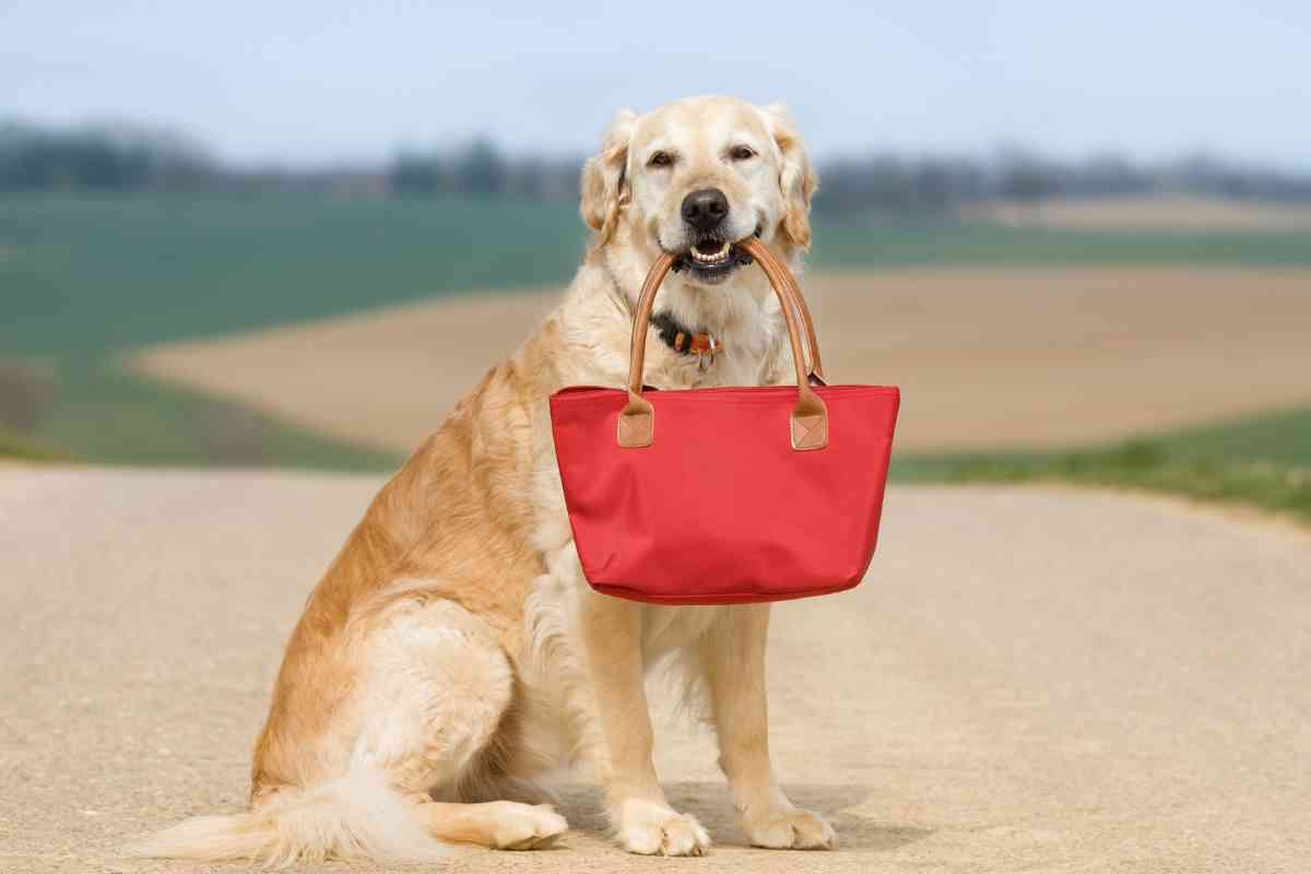 Why Do Golden Retrievers Carry Things In Their Mouths 2 1 Why Do Golden Retrievers Carry Things In Their Mouths?