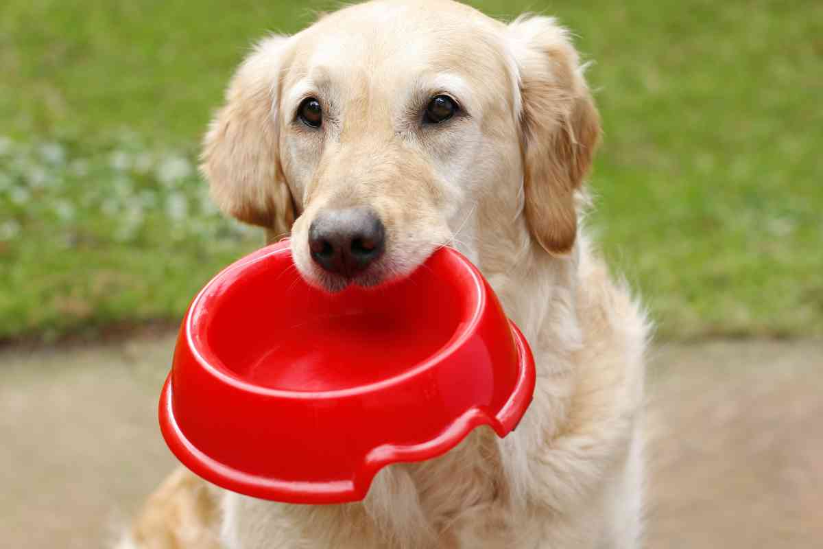 Why Do Golden Retrievers Carry Things In Their Mouths 3 Why Do Golden Retrievers Carry Things In Their Mouths?