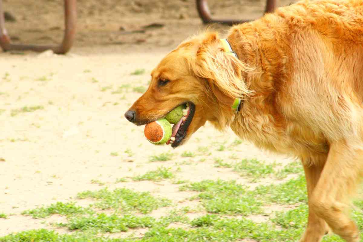 Why Do Golden Retrievers Carry Things In Their Mouths Why Do Golden Retrievers Carry Things In Their Mouths?