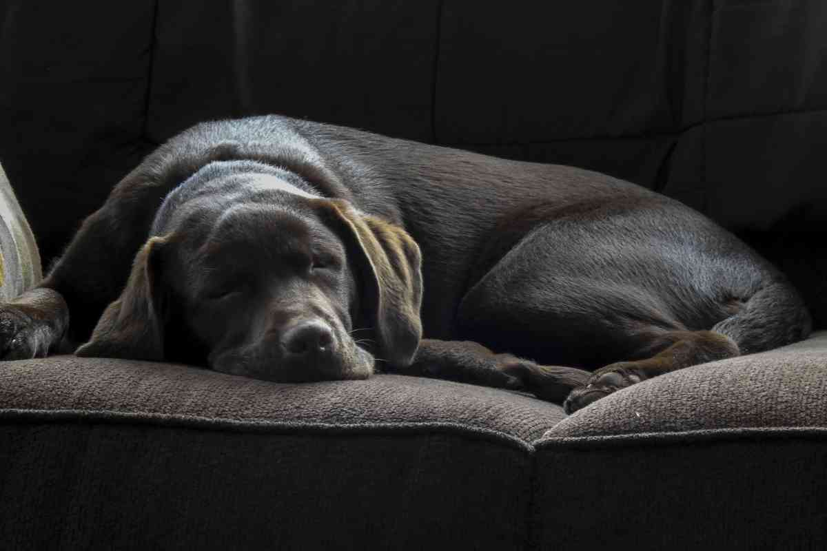 Why does my Labrador sleep so much 1 1 6 Reasons Why Your Lab Is Sleeping So Much (Some Are Red Flags!)
