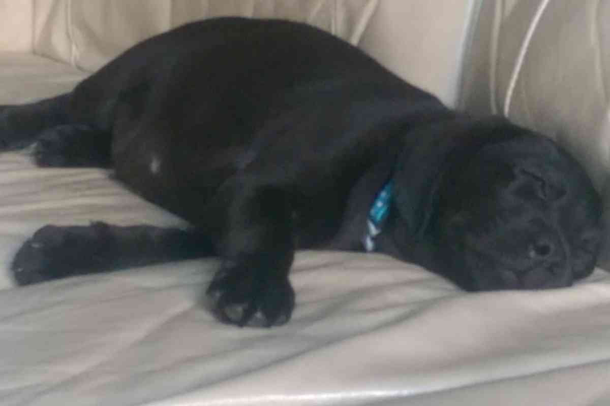 Why does my Labrador sleep so much 2 6 Reasons Why Your Lab Is Sleeping So Much (Some Are Red Flags!)