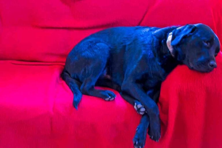 6 Reasons Why Your Lab Is Sleeping So Much (Some Are Red Flags!)