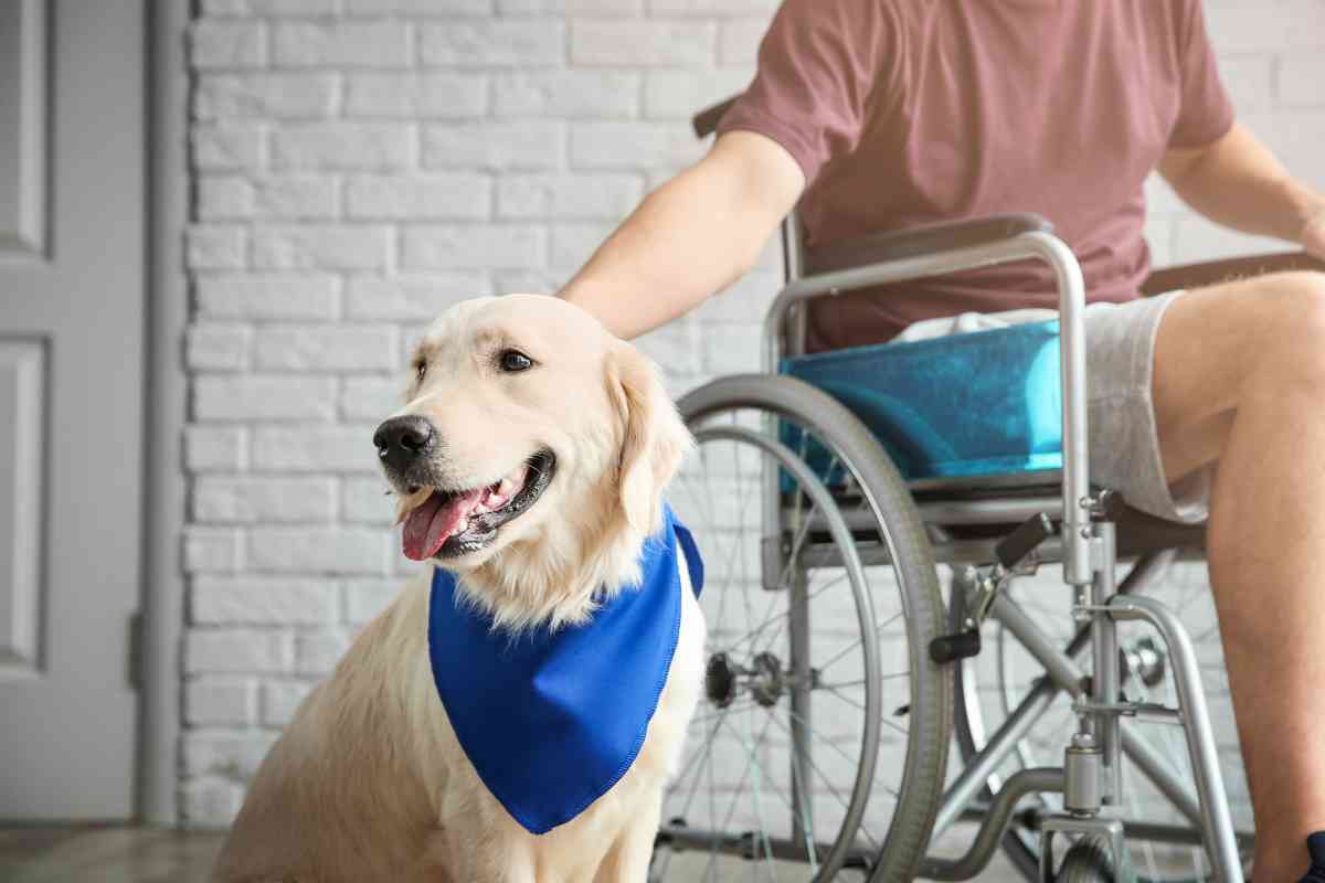 Are Golden Retrievers Good Service Dogs 1 1 Why Golden Retrievers Make Great Service Dogs