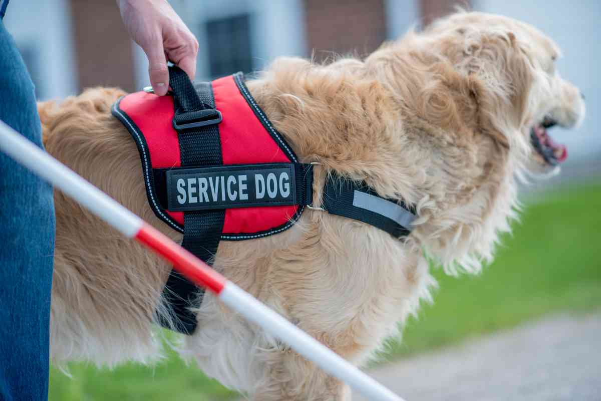 Are Golden Retrievers Good Service Dogs 2 Why Golden Retrievers Make Great Service Dogs