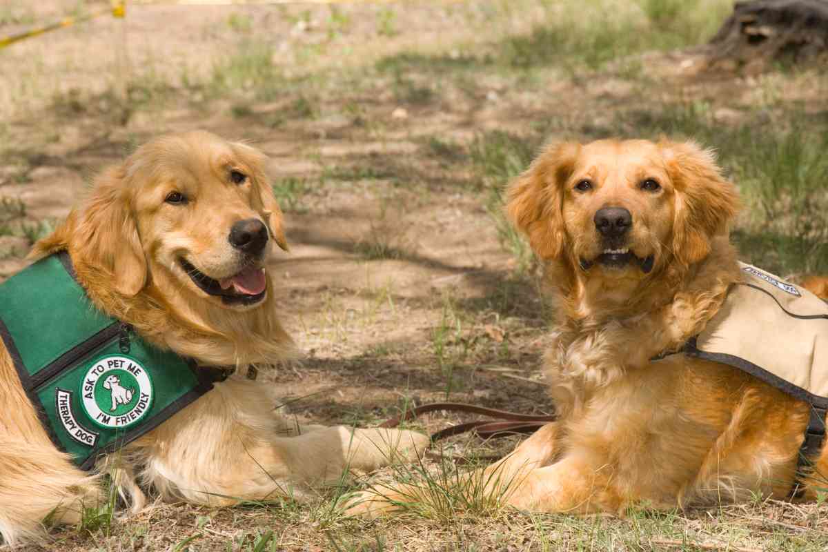 Are Golden Retrievers Good Service Dogs 3 Why Golden Retrievers Make Great Service Dogs