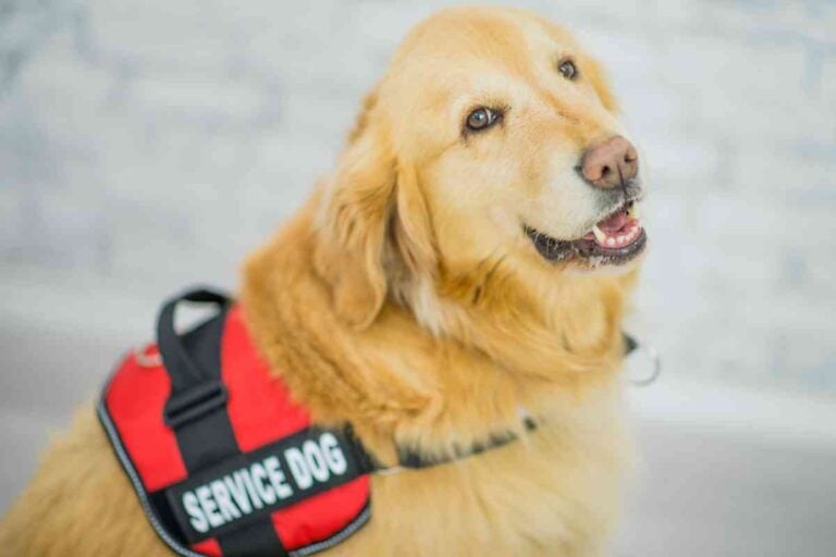 Why Golden Retrievers Make Great Service Dogs
