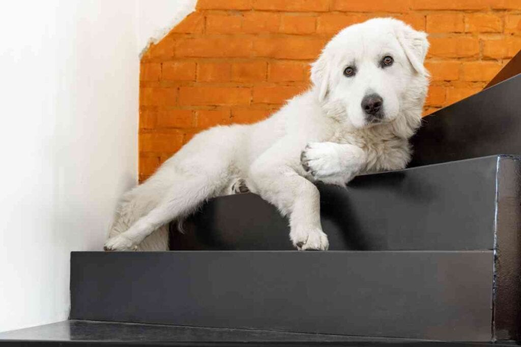 Can Golden Retrievers Climb Stairs? A ByAge Guide Retriever Advice
