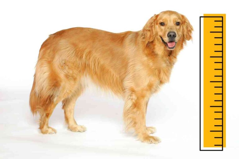 Golden Retriever Average Height: An All-Ages Guide