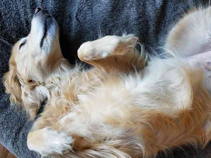 Why Does My Golden Retriever Sleep So Much 2 Why Does My Golden Retriever Sleep So Much?