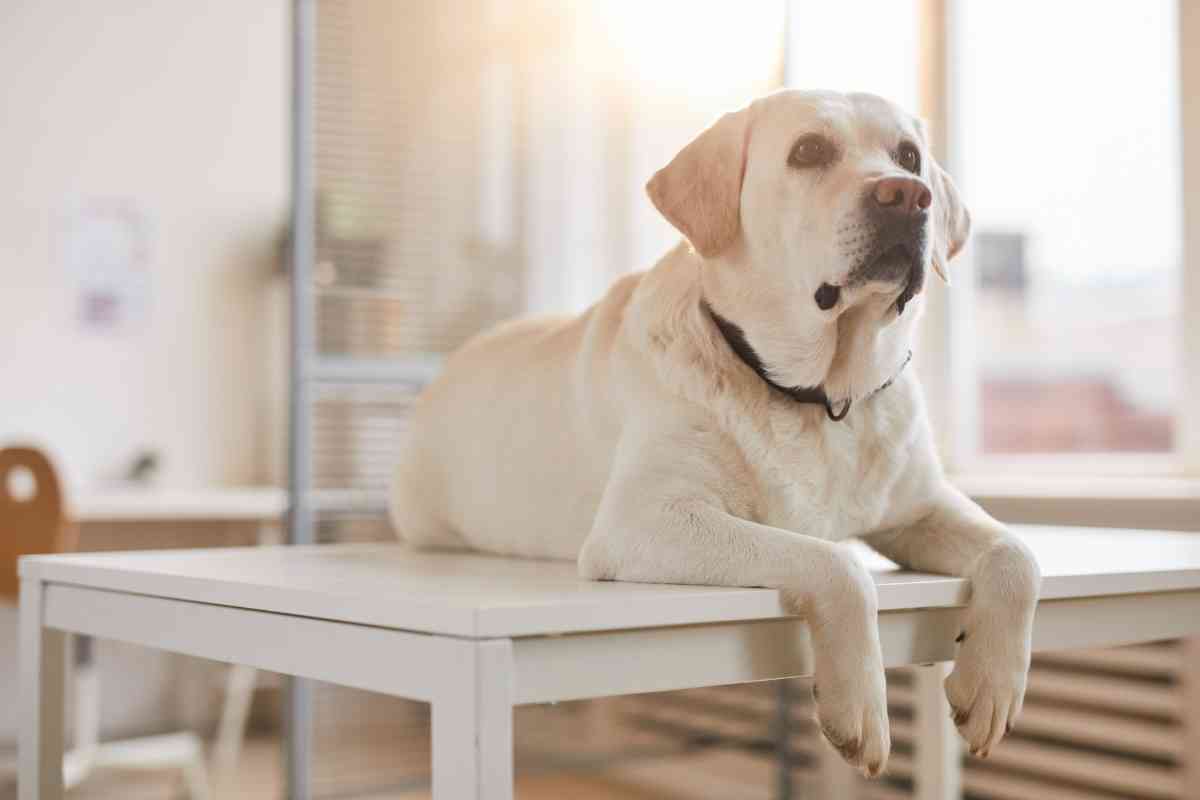 Why Does My Labrador Retriever Have Bumps 1 1 Why Does My Labrador Retriever Have Bumps? Lipomas Explained!