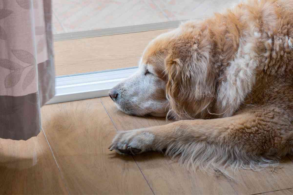 How Long Do Golden Retrievers Sleep 1 1 How Long Do Golden Retrievers Sleep? Puppies, Adults, & Seniors