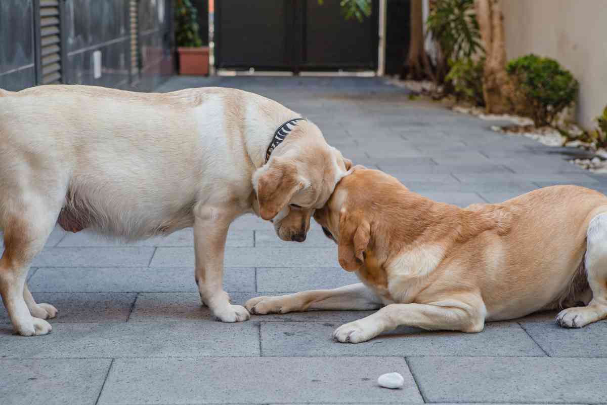 Caring for a Pregnant Labrador 1 Caring for a Pregnant Labrador Retriever: Tips and Guidelines