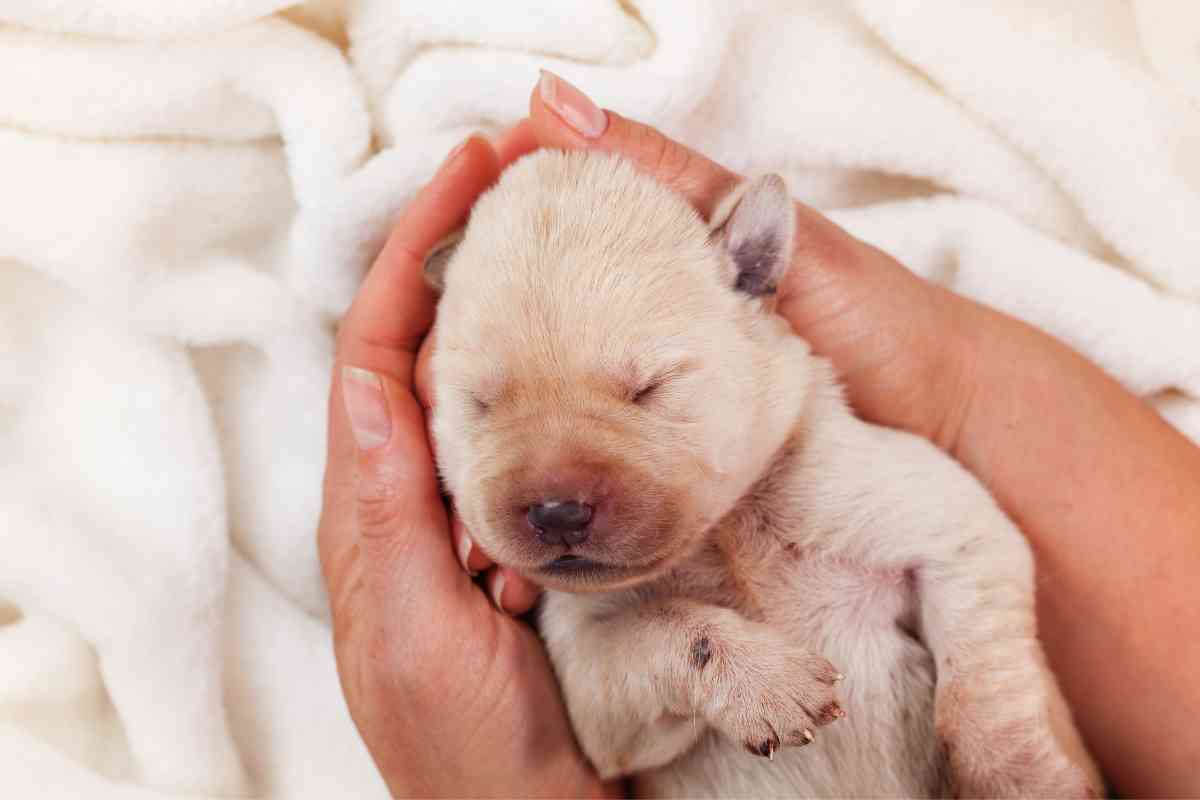 Caring for a Pregnant Labrador 2 Caring for a Pregnant Labrador Retriever: Tips and Guidelines