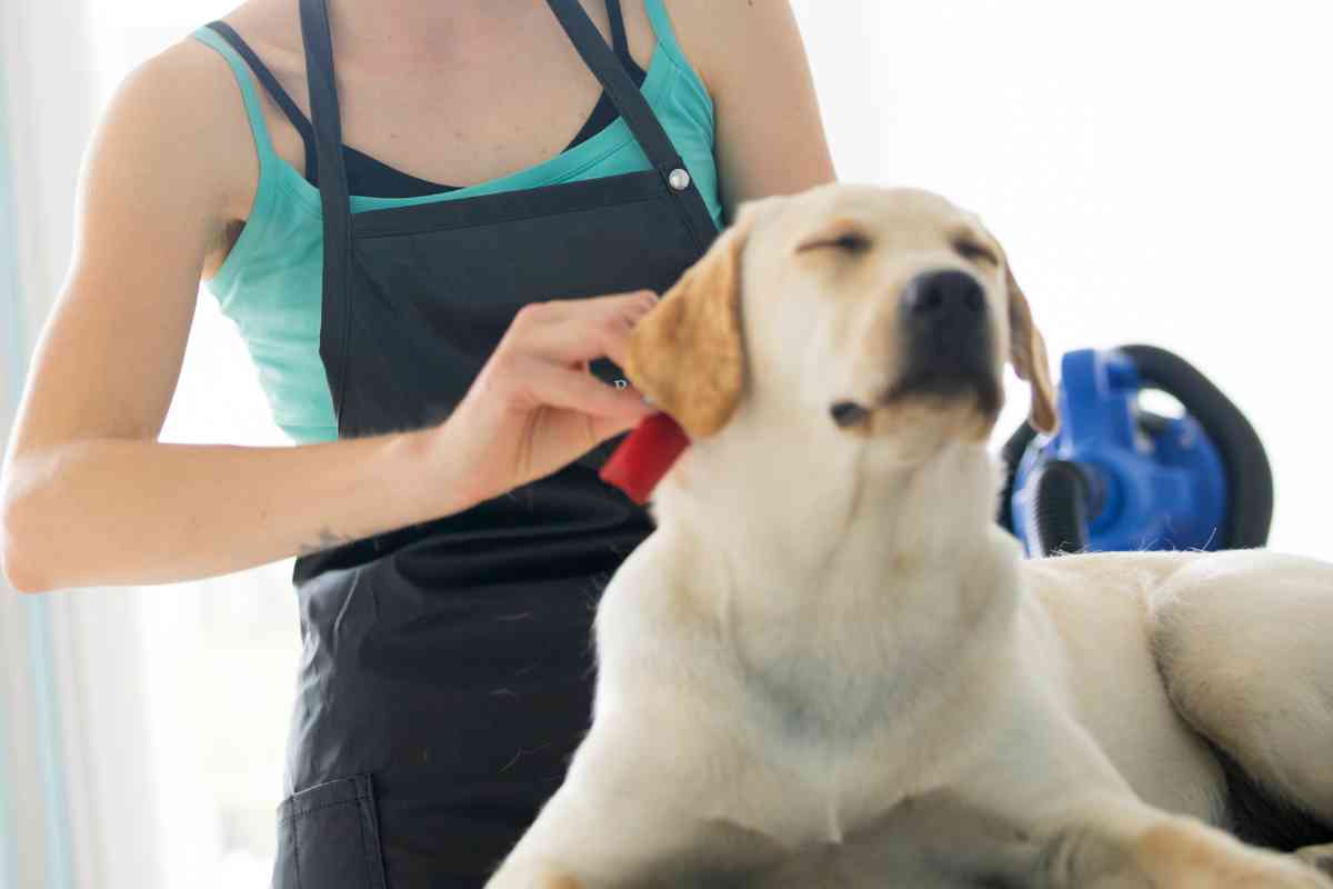 How do I manage a Labradors shedding 1 Managing Labrador Retrievers' Shedding: Tips and Tricks