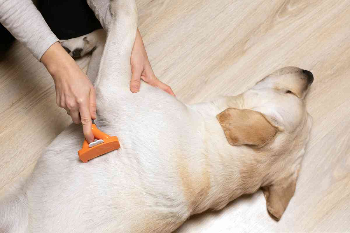 How do I manage a Labradors shedding 2 1 Managing Labrador Retrievers' Shedding: Tips and Tricks