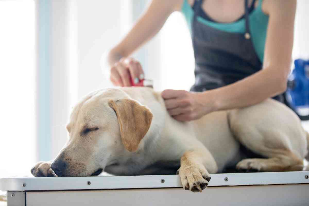 How do I manage a Labradors shedding 3 Managing Labrador Retrievers' Shedding: Tips and Tricks
