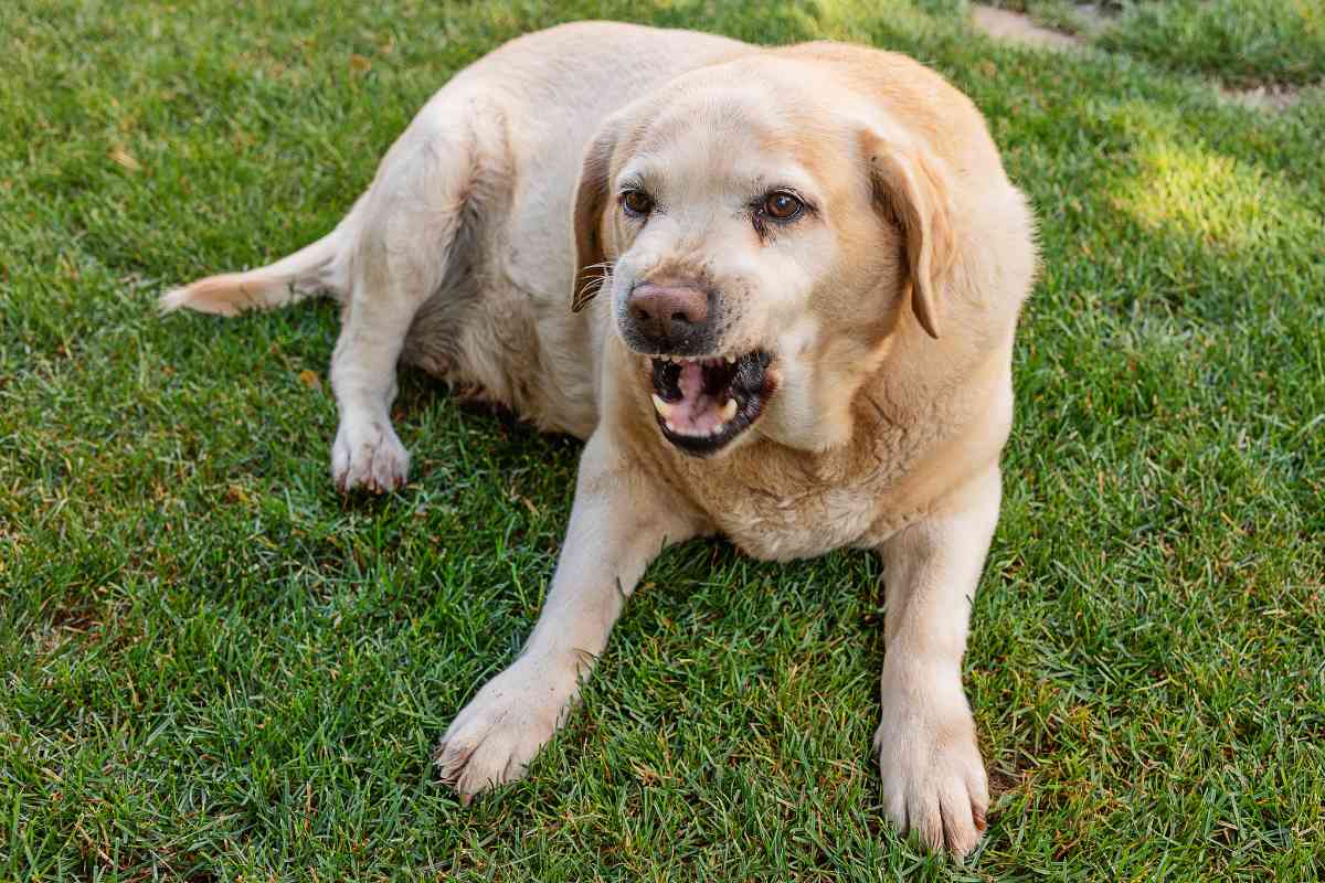 labrador body language 2 Understanding Labrador Retrievers' Body Language: A Guide for Dog Owners