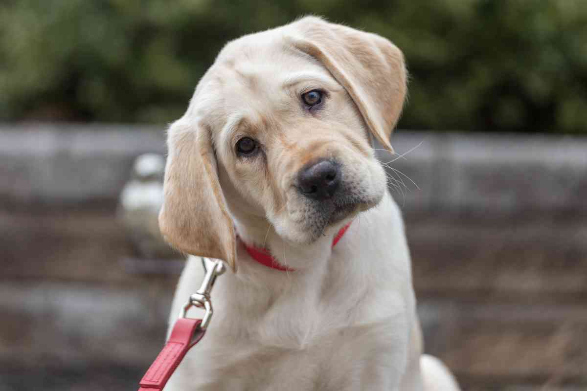 labrador body language 3 1 Understanding Labrador Retrievers' Body Language: A Guide for Dog Owners